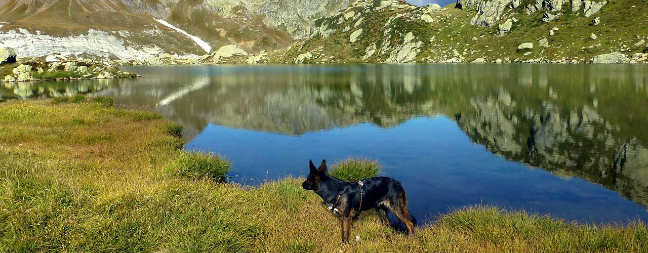 dog hiking in High Country